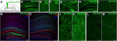 Somatostatin-Expressing Interneurons Form Axonal Projections to the Contralateral Hippocampus